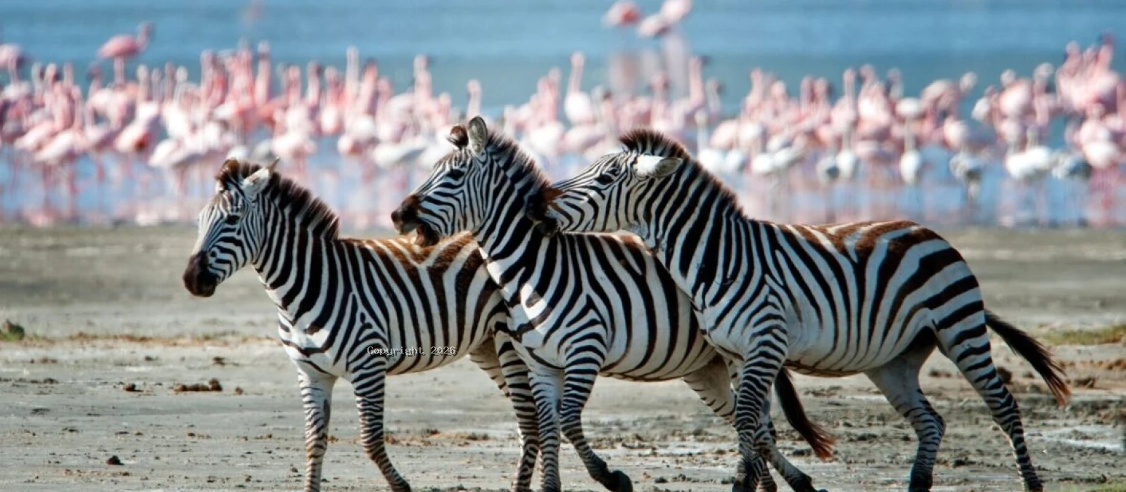 Tarangire and Lake Manyara Private Safaris