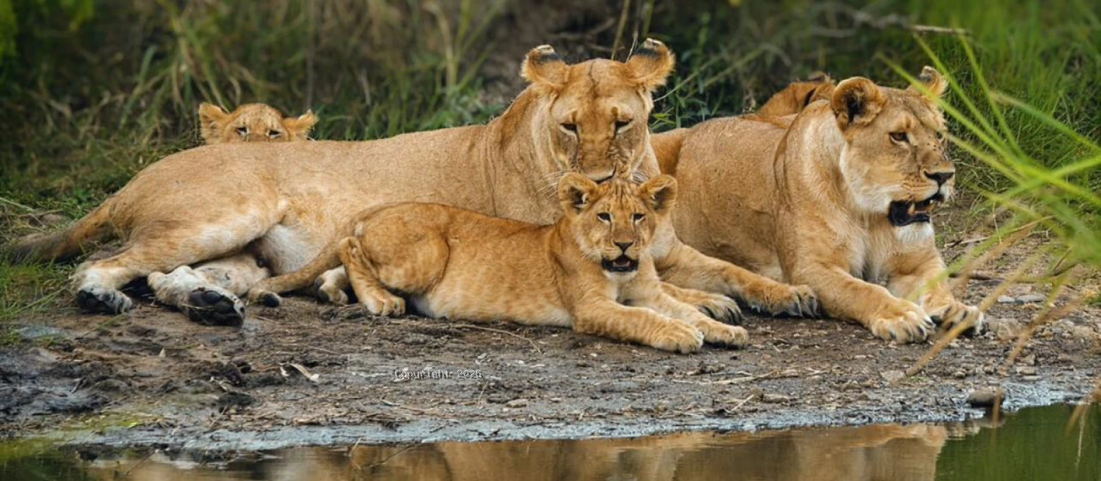 2-Day Tarangire &amp; Lake Manyara Safari