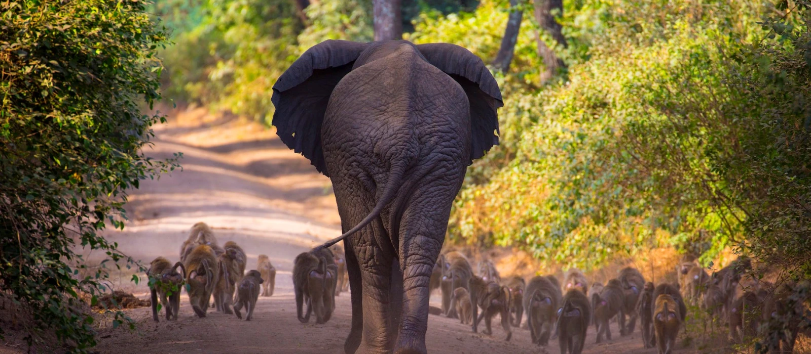 2-Day Tarangire &amp; Lake Manyara Safari