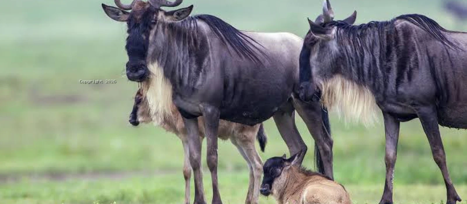Calving Season Migration and Big Five Safaris
