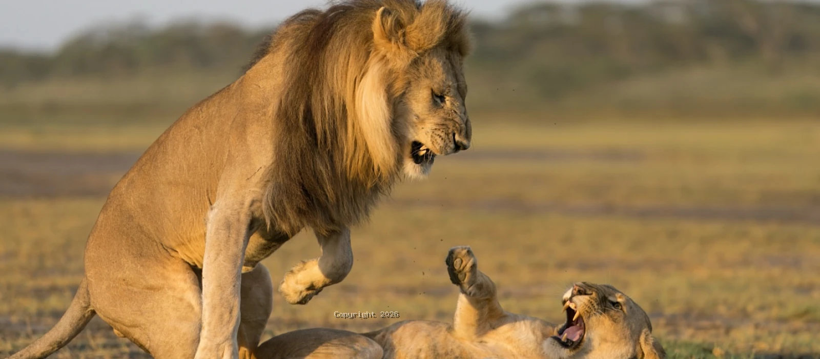 6-Day Calving Season Migration &amp; Big Five Safari