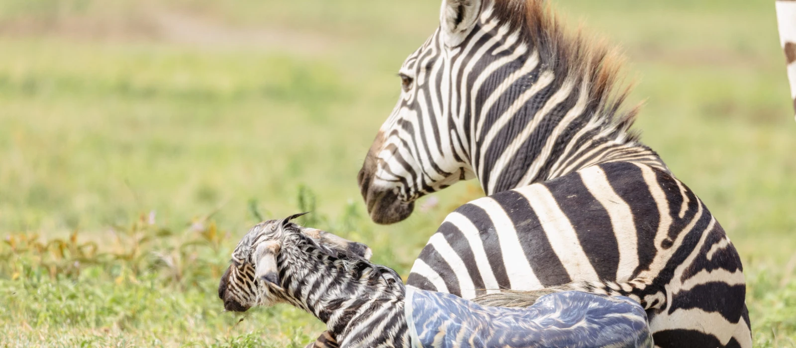 6-Day Calving Season Migration &amp; Big Five Safari