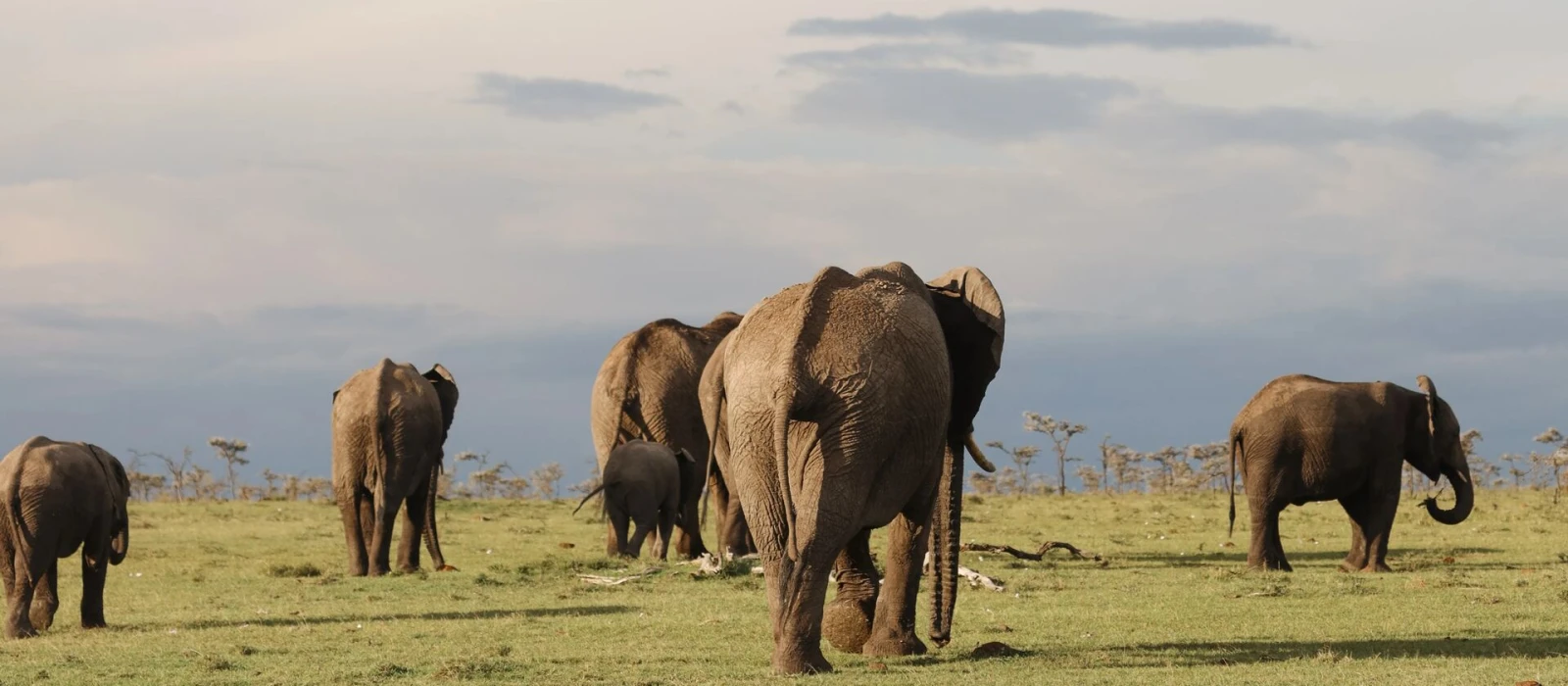 6-Day Calving Season Migration &amp; Big Five Safari