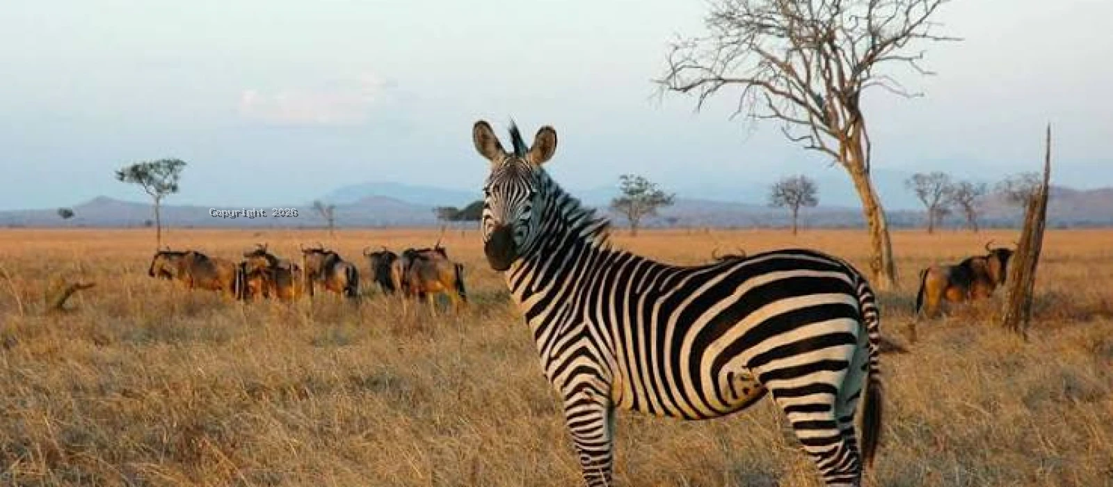 2-Day Mikumi Fly-In Safari from Zanzibar Island