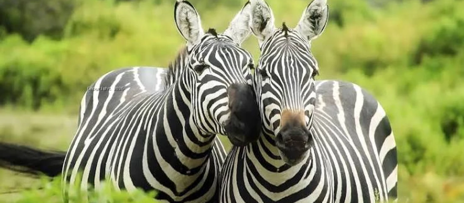 2-Day Mikumi Fly-In Safari from Zanzibar Island