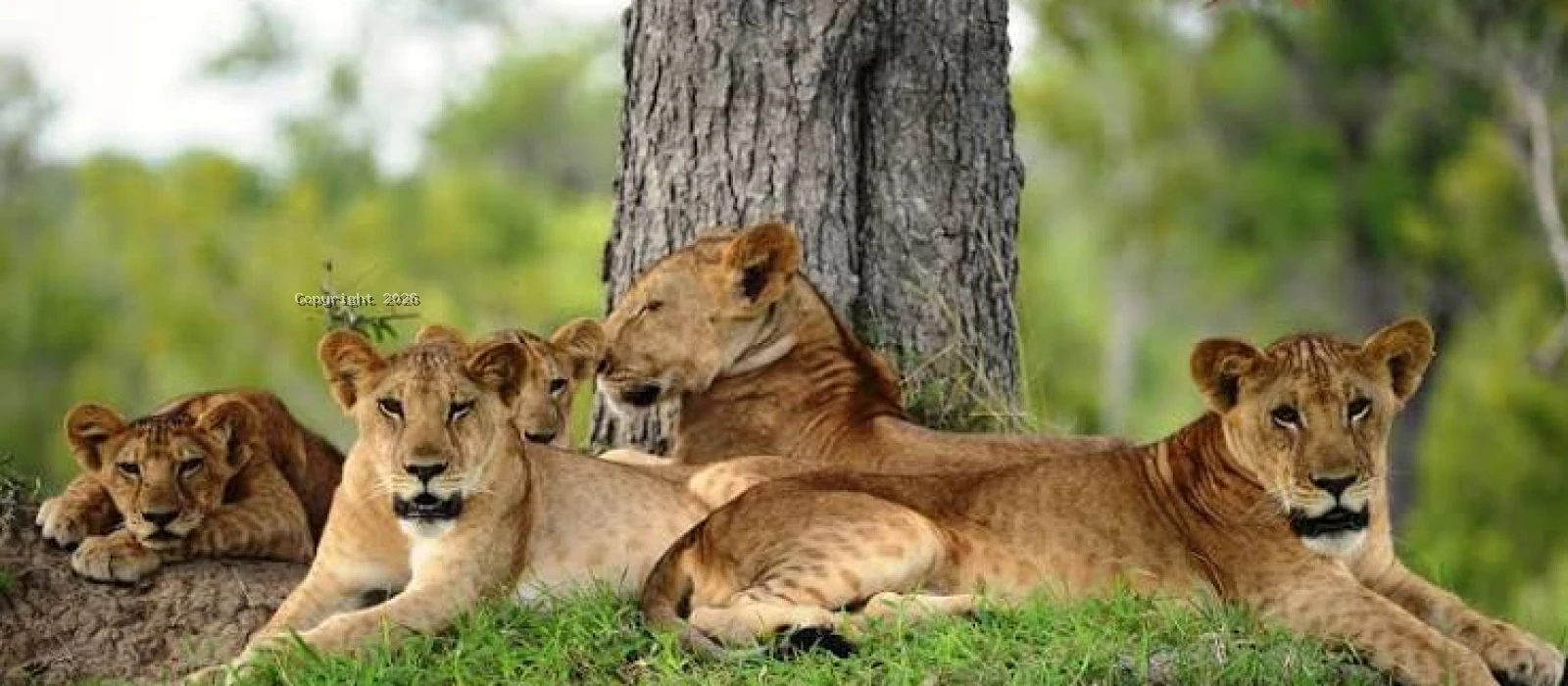 3-Day Zanzibar to Nyerere National Park Big Five Safari