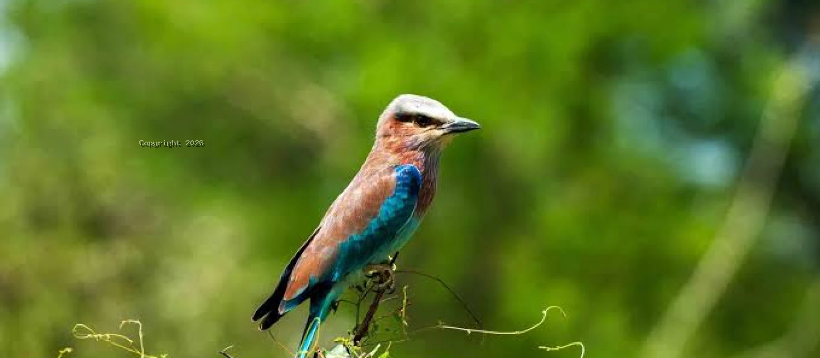 Ruaha National Park Private Family Fly-In Safaris