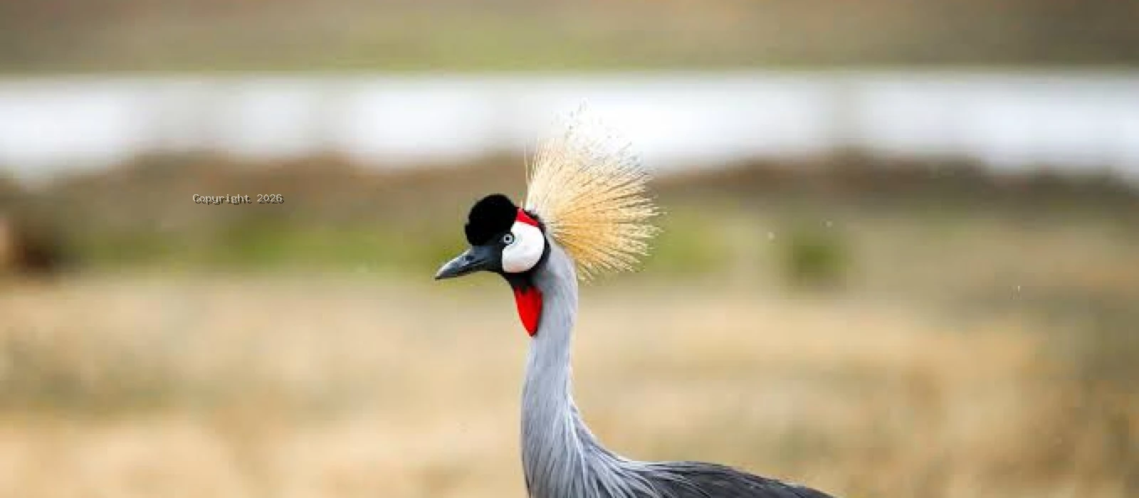 5-Day Ruaha National Park Fly-In Safari from Zanzibar Island