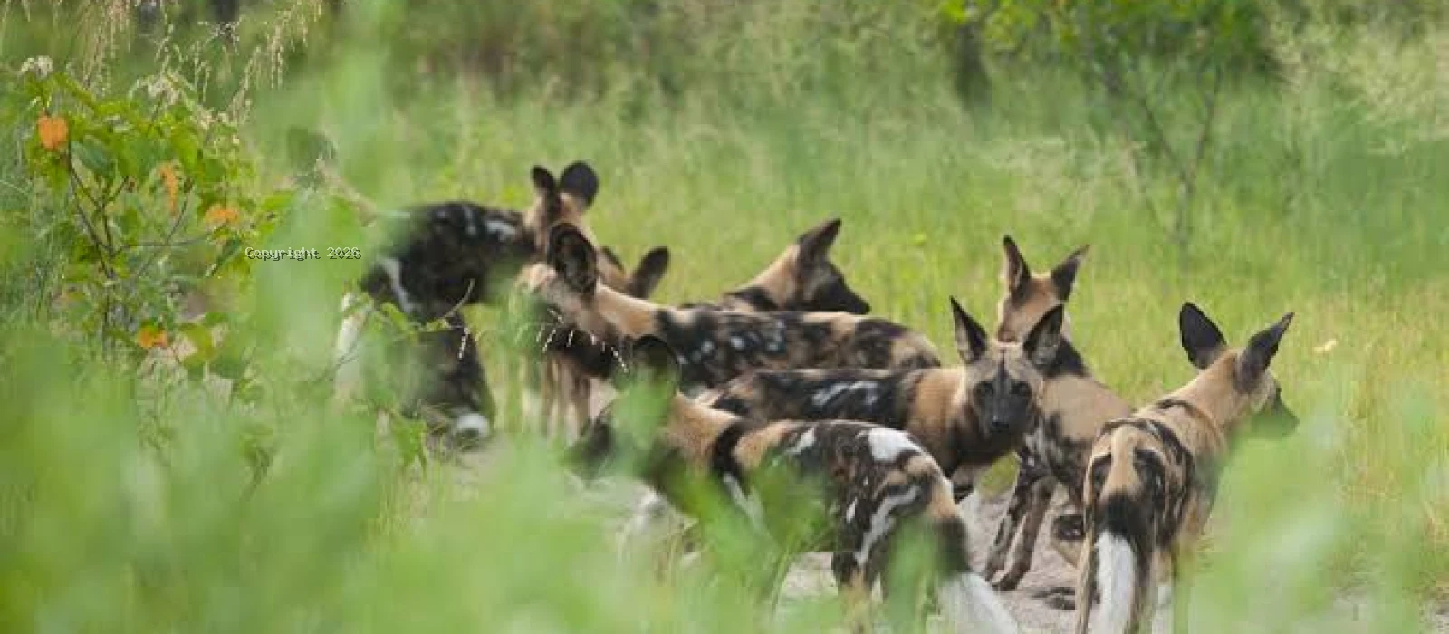 5-Day Ruaha National Park Fly-In Safari from Zanzibar Island